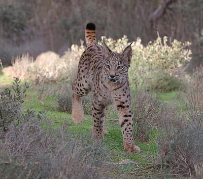 Pardellynx (Iberian Lynx)