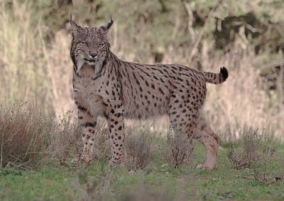 Pardellynx (Iberian Lynx)