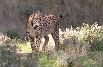 Pardellynx (Iberian Lynx)