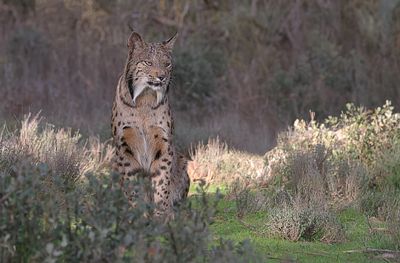 Pardellynx (Iberian Lynx)