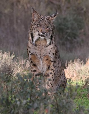 Pardellynx (Iberian Lynx)