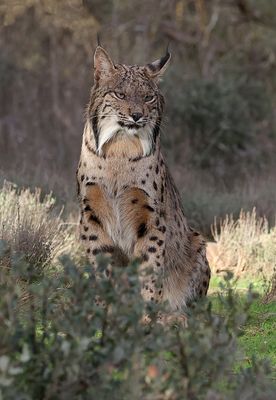 Pardellynx (Iberian Lynx)