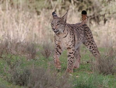 Pardellynx (Iberian Lynx)