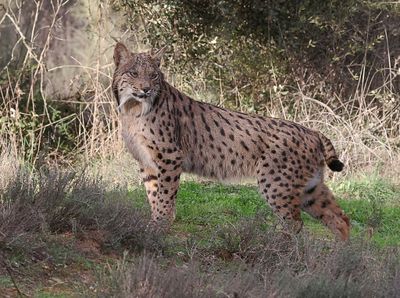 Pardellynx (Iberian Lynx)