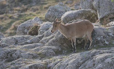 Spaanse- of Iberische Steenbok (Iberian Ibex)