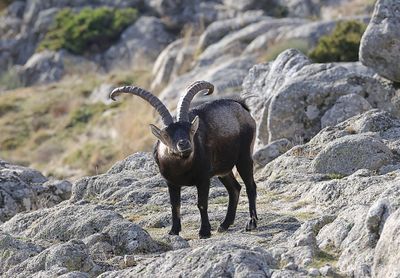 Spaanse- of Iberische Steenbok (Iberian Ibex)