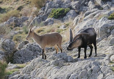 Spaanse- of Iberische Steenbok (Iberian Ibex)