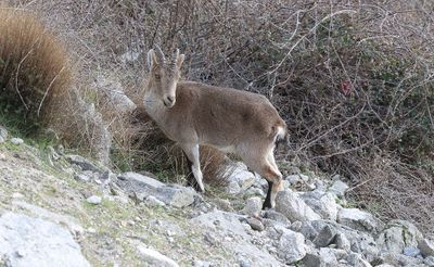 Spaanse- of Iberische Steenbok (Iberian Ibex)