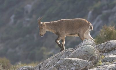 Spaanse- of Iberische Steenbok (Iberian Ibex)