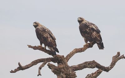 Spaanse Keizerarend (Spanish Imperial Eagle)