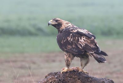 Spaanse Keizerarend (Spanish Imperial Eagle)