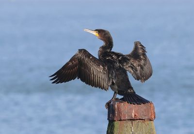 Aalscholver (Great Cormorant)