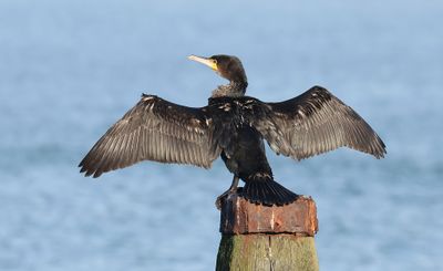 Aalscholver (Great Cormorant)