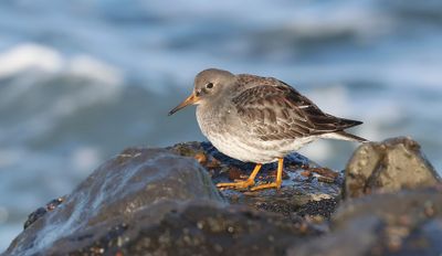 Paarse Strandloper (Purple Sandpiper)
