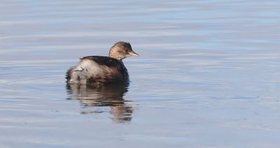 Dodaars (Little Grebe)