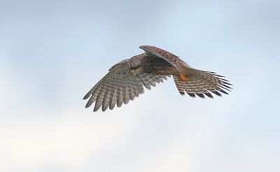Torenvalk (Common Kestrel)