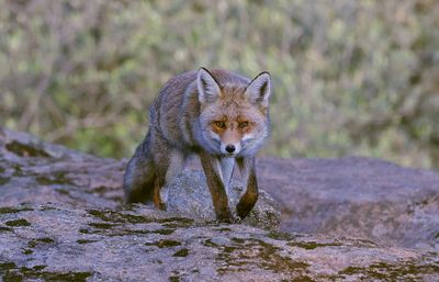 Vos (Red Fox)