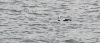Brileider (Spectacled Eider)
