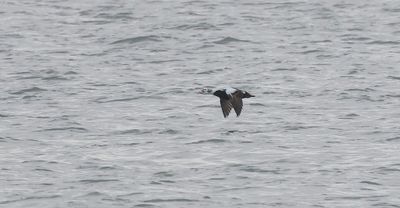 Brileider (Spectacled Eider)