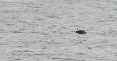 Brileider (Spectacled Eider)