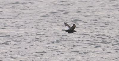 Brileider (Spectacled Eider)