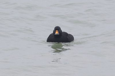 Zwarte Zee-eend (Black Scoter)