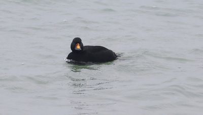 Zwarte Zee-eend (Black Scoter)