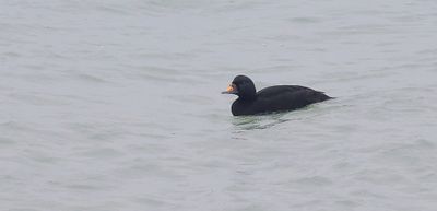 Zwarte Zee-eend (Black Scoter)