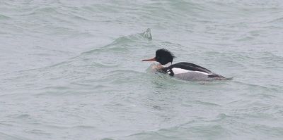 Middelste Zaagbek (Red-breasted Merganser)