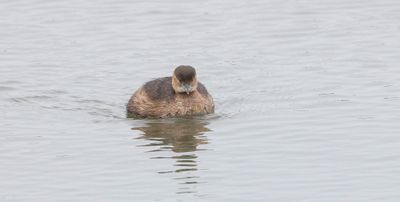 Dodaars (Little Grebe)