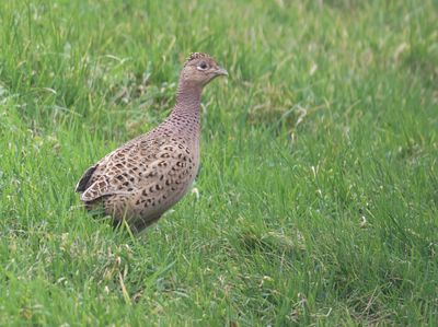 Fazant (Common Pheasant)