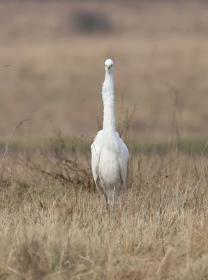 Grote Zilverreiger (Western Great Egret)