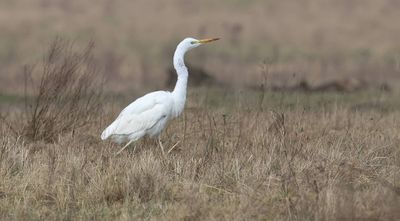 Grote Zilverreiger (Western Great Egret)