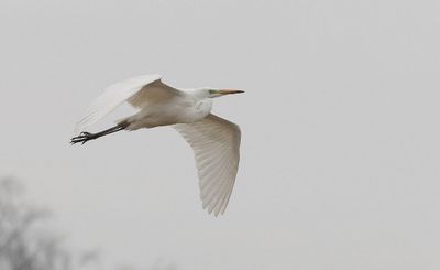 Grote Zilverreiger (Western Great Egret)
