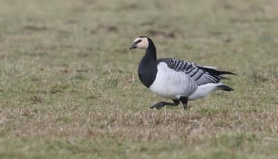 Brandgans (Barnacle Goose)