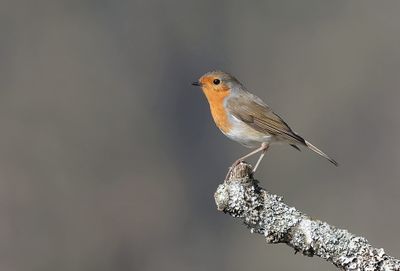 Roodborst (European Robin)