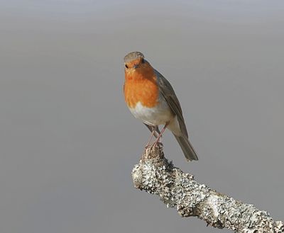 Roodborst (European Robin)
