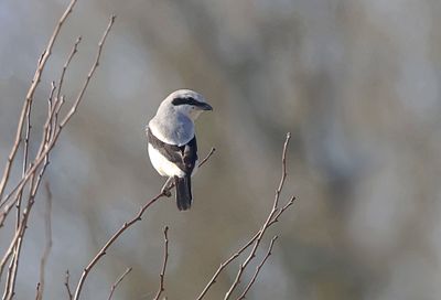 Klapekster (Great Grey Shrike)