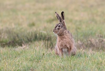 Haas (Hare)