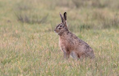 Haas (Hare)