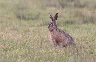 Haas (Hare)