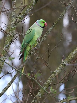 Halsbandparkiet (Rose-ringed Parakeet)