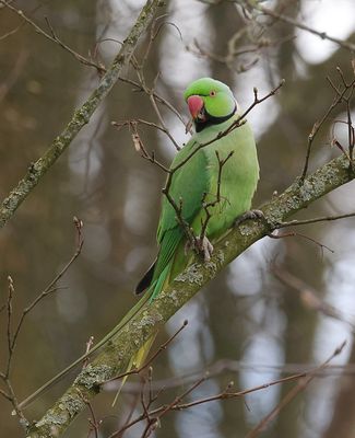 Halsbandparkiet (Rose-ringed Parakeet)