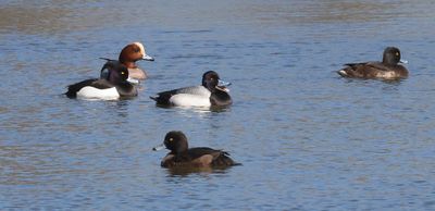 Kleine Topper (Lesser Scaup)
