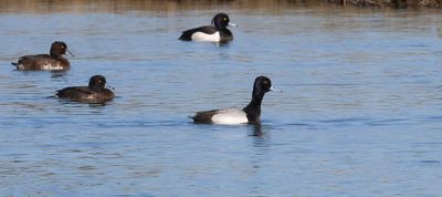 Kleine Topper (Lesser Scaup)