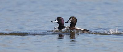 Kleine Topper (Lesser Scaup)