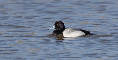 Kleine Topper (Lesser Scaup)