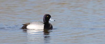 Kleine Topper (Lesser Scaup)