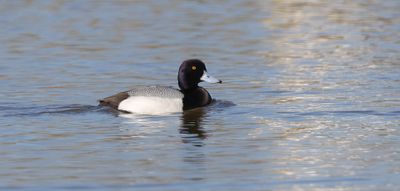 Kleine Topper (Lesser Scaup)