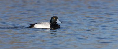 Kleine Topper (Lesser Scaup)